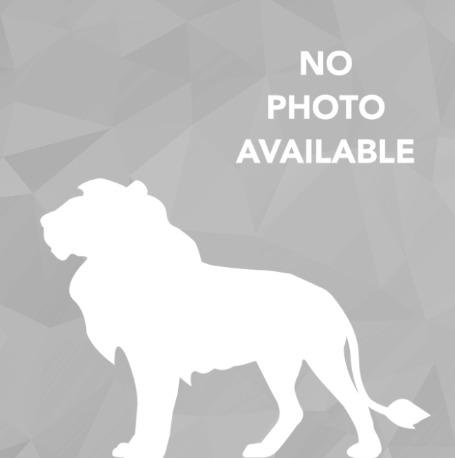 no photo
